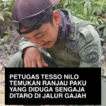 Petugas Tesso Nilo Temukan Ranjau Paku di Jalur Gajah, Diduga Disengaja