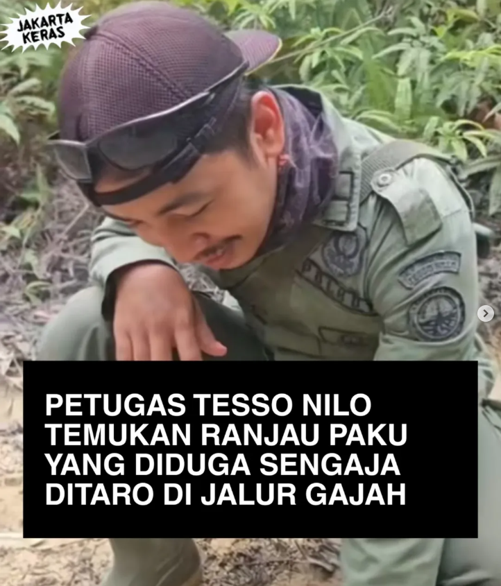 Petugas Tesso Nilo Temukan Ranjau Paku di Jalur Gajah, Diduga Disengaja